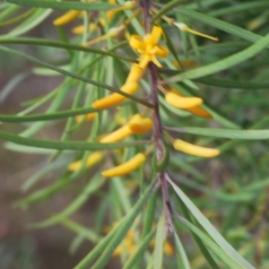 Persoonia linearis at Bungendore, NSW - 14 Apr 2023 10:50 AM