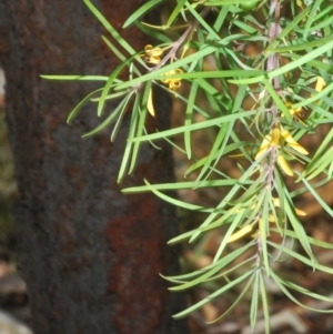 Persoonia linearis at Bungendore, NSW - 14 Apr 2023 10:50 AM