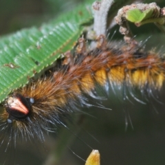 Anthela repleta at Manar, NSW - 14 Apr 2023 by Harrisi