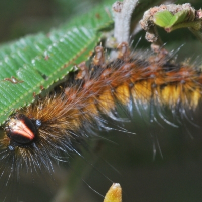 Anthela repleta (Replete Anthelid) at Manar, NSW - 14 Apr 2023 by Harrisi