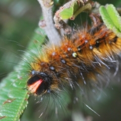 Anthela repleta at Manar, NSW - 14 Apr 2023 11:23 AM