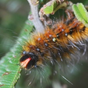 Anthela repleta at Manar, NSW - 14 Apr 2023 11:23 AM