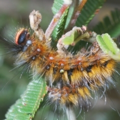 Anthela repleta at Manar, NSW - 14 Apr 2023 11:23 AM