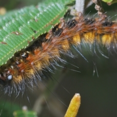 Anthela repleta at Manar, NSW - 14 Apr 2023 11:23 AM