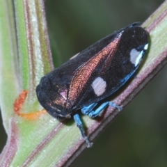 Eurymela distincta (Gumtree leafhopper) at QPRC LGA - 14 Apr 2023 by Harrisi