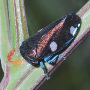 Eurymela distincta at Larbert, NSW - 14 Apr 2023