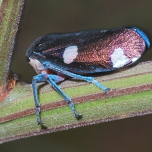 Eurymela distincta at Larbert, NSW - 14 Apr 2023