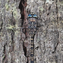 Austroaeschna parvistigma (Swamp Darner) at Mount Fairy, NSW - 14 Apr 2023 by Harrisi