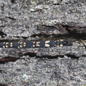 Austroaeschna parvistigma at QPRC LGA - 14 Apr 2023 10:47 AM