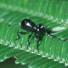 Rhynolaccus sp. (genus) (Rhynolaccus weevil) at QPRC LGA - 14 Apr 2023 by Harrisi