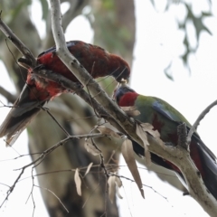 Platycercus elegans (Crimson Rosella) at Hawker, ACT - 26 Feb 2023 by AlisonMilton