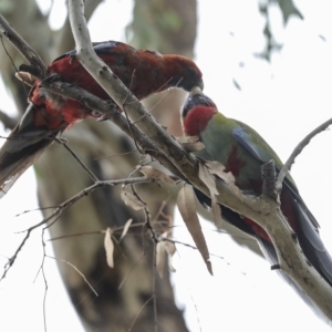 Platycercus elegans at Hawker, ACT - 26 Feb 2023 10:34 AM