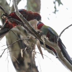 Platycercus elegans at Hawker, ACT - 26 Feb 2023