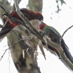 Platycercus elegans at Hawker, ACT - 26 Feb 2023