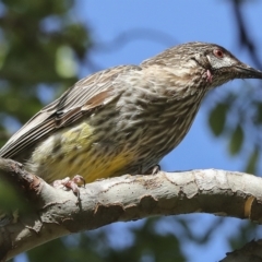 Anthochaera carunculata (Red Wattlebird) at Higgins, ACT - 25 Feb 2023 by AlisonMilton