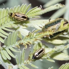 Monolepta froggatti (Leaf beetle) at Red Hill, ACT - 13 Mar 2023 by AlisonMilton