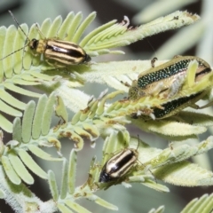 Monolepta froggatti (Leaf beetle) at Red Hill, ACT - 12 Mar 2023 by AlisonMilton