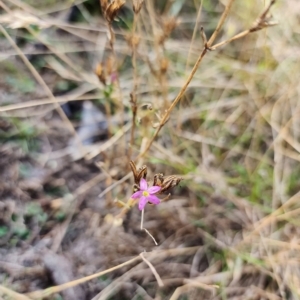 Centaurium sp. at Mount Martha, VIC - 14 Apr 2023 03:36 PM