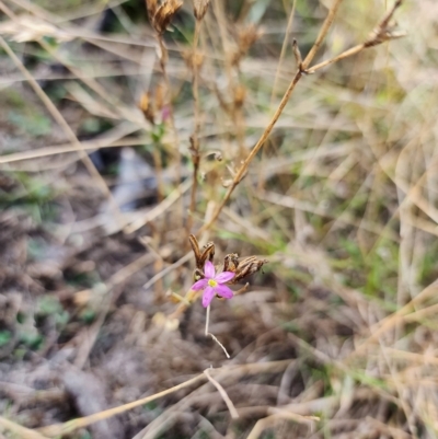 Centaurium sp. (Centaury) at Mount Martha, VIC - 14 Apr 2023 by Raphidophora