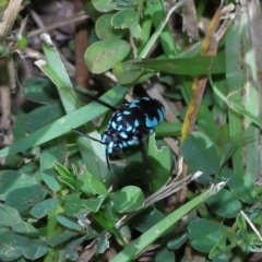 Thyreus nitidulus at Wellington Point, QLD - 15 Apr 2023 by TimL