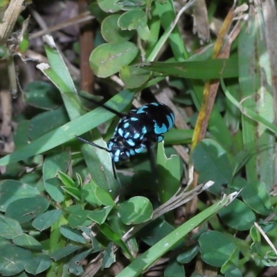 Thyreus caeruleopunctatus at Wellington Point, QLD - 15 Apr 2023 by TimL