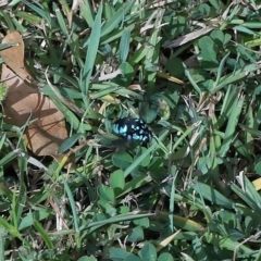 Thyreus sp. (genus) at Wellington Point, QLD - suppressed