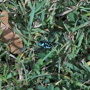Thyreus sp. (genus) at Wellington Point, QLD - suppressed