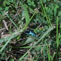 Thyreus sp. (genus) at Wellington Point, QLD - suppressed