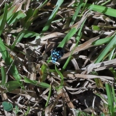 Thyreus sp. (genus) at Wellington Point, QLD - suppressed