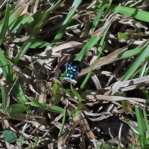 Thyreus sp. (genus) at Wellington Point, QLD - suppressed