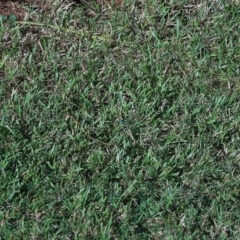 Thyreus sp. (genus) at Wellington Point, QLD - suppressed