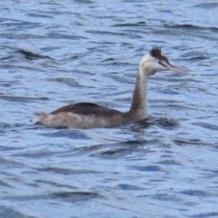 Podiceps cristatus (Great Crested Grebe) at Coree, ACT - 15 Apr 2023 by TomW