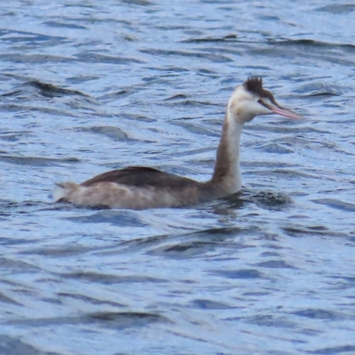 Podiceps cristatus (Great Crested Grebe) at Cotter Reservoir - 15 Apr 2023 by TomW