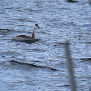 Podiceps cristatus at Coree, ACT - 15 Apr 2023 12:09 PM