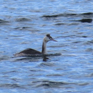 Podiceps cristatus at Coree, ACT - 15 Apr 2023