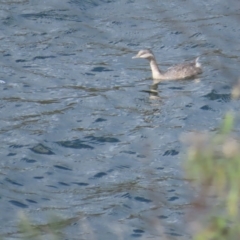 Poliocephalus poliocephalus (Hoary-headed Grebe) at Coree, ACT - 15 Apr 2023 by TomW