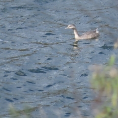 Poliocephalus poliocephalus (Hoary headed Grebe) at Cotter Reservoir - 15 Apr 2023 by TomW
