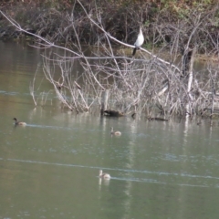 Poliocephalus poliocephalus at Coree, ACT - 15 Apr 2023