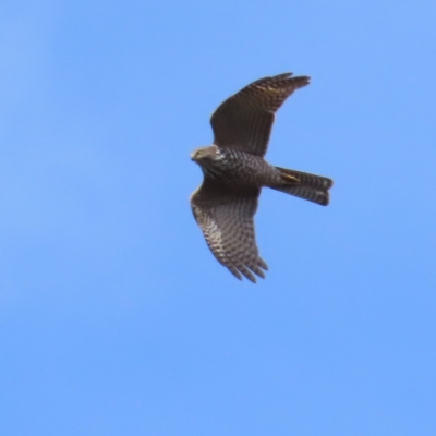 Tachyspiza cirrocephala (Collared Sparrowhawk) at Coree, ACT - 15 Apr 2023 by BenW