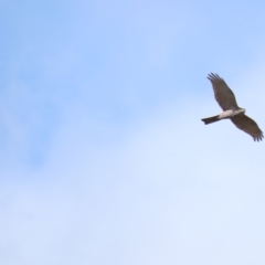 Accipiter cirrocephalus at Coree, ACT - 15 Apr 2023