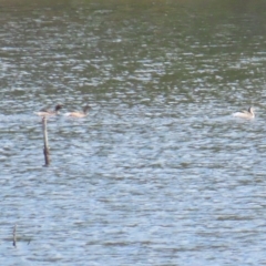 Tachybaptus novaehollandiae (Australasian Grebe) at Coree, ACT - 15 Apr 2023 by BenW