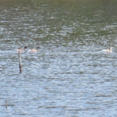 Tachybaptus novaehollandiae (Australasian Grebe) at Cotter Reservoir - 15 Apr 2023 by TomW