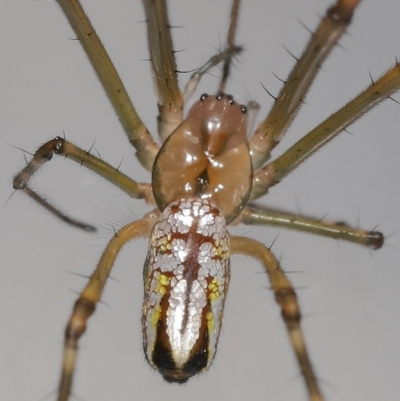 Unidentified Spider (Araneae) at Wellington Point, QLD - 15 Apr 2023 by TimL