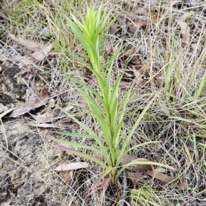 Lilium formosanum at Hawker, ACT - 15 Apr 2023