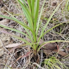 Lilium formosanum at Hawker, ACT - 15 Apr 2023