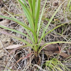 Lilium formosanum at Hawker, ACT - 15 Apr 2023