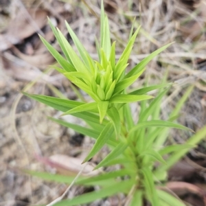 Lilium formosanum at Hawker, ACT - 15 Apr 2023 02:39 PM