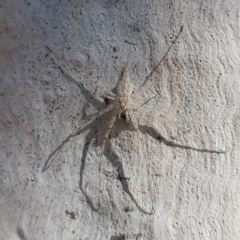 Tamopsis sp. (genus) (Two-tailed spider) at Kambah, ACT - 15 Apr 2023 by MatthewFrawley