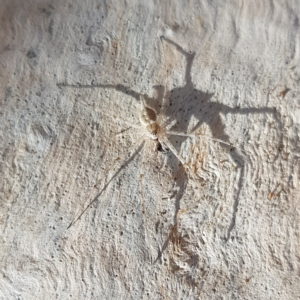 Tamopsis sp. (genus) at Kambah, ACT - 15 Apr 2023