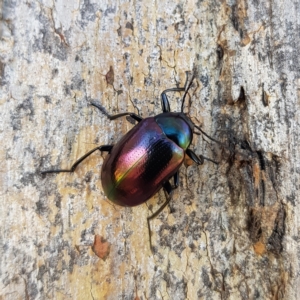 Chalcopteroides columbinus at Kambah, ACT - 15 Apr 2023 10:23 AM